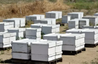 What Are the Benefits of Keeping Bees?