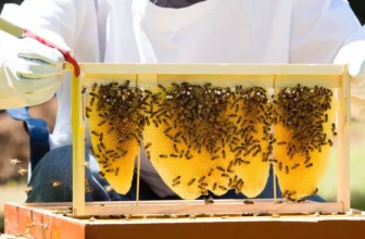 What Equipment Do I Need for Successful Beekeeping?
