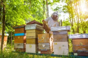 What Are the Best Practices for Sustainable Beekeeping?