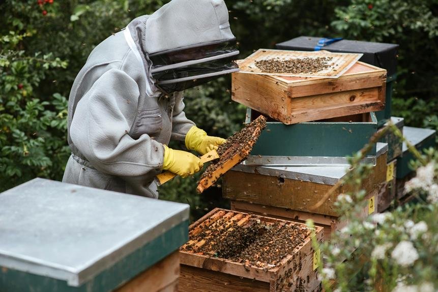 harvesting and processing honey