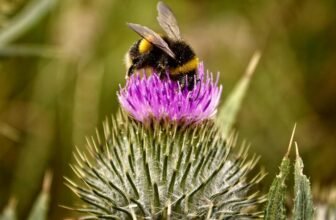 ideal plants for bees