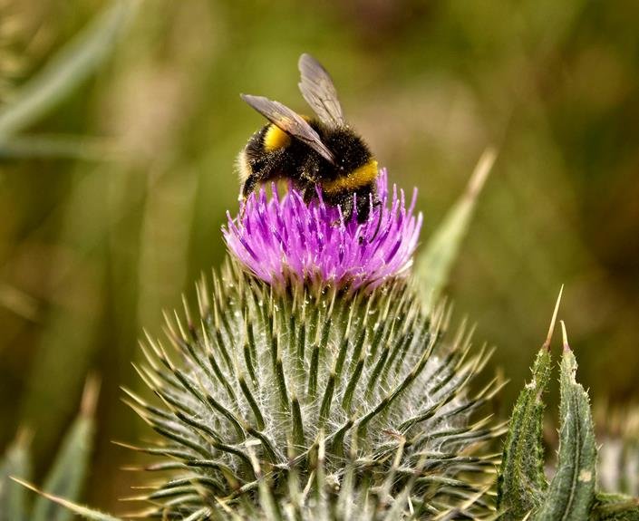 ideal plants for bees