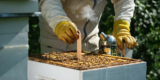 How Can I Ensure the Health and Safety of My Bees?