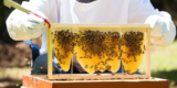 What Equipment Do I Need for Successful Beekeeping?