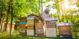 What Are the Best Practices for Sustainable Beekeeping?