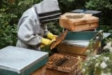 How Do I Harvest and Process Honey?
